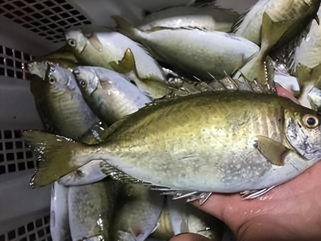 海边常见的泥猛鱼腹内有臭味无人食用如今为何60元1斤