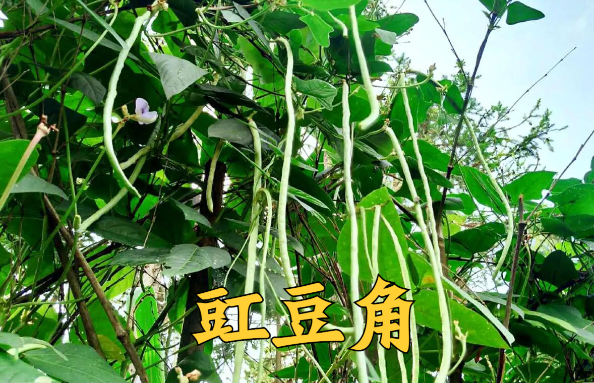 豇豆角種植,如何保證品質,產量,關鍵:看追肥是如何進行的