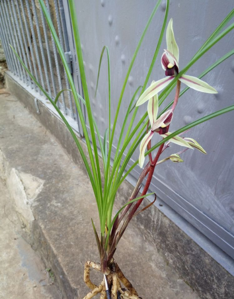 早年云南澜沧江山谷中下山的一颗莲瓣兰,后来成为兰花中的精品