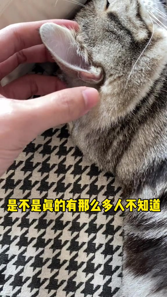 这是猫咪的附耳附耳越大听力越好是正常的不是被老鼠咬的哪来的那么多