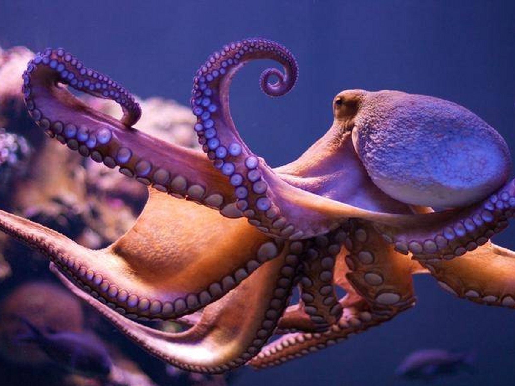 章鱼(octopus)是地球上一种极其独特的生物,具有令人惊叹的智慧和