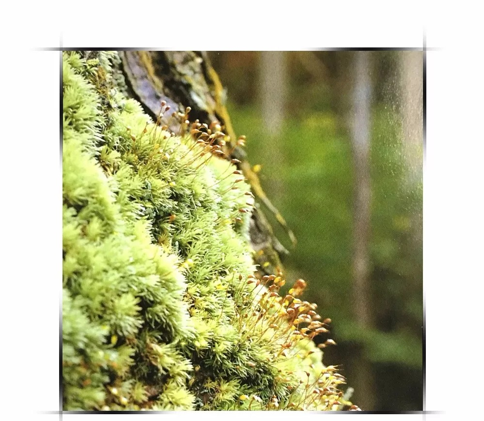 桧叶白发藓国家二级保护植物,是一种优良的观赏苔藓和清氮气能手