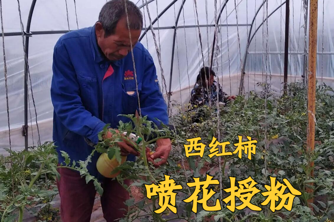 西红柿人工授粉,啥时候该"点花"啥时候该"喷花"?答案来了