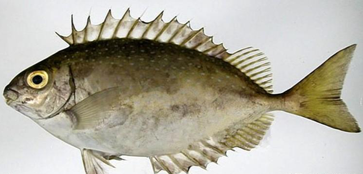 如果不小心被泥猛鱼的背鳍刺伤,处理方式非常简单.