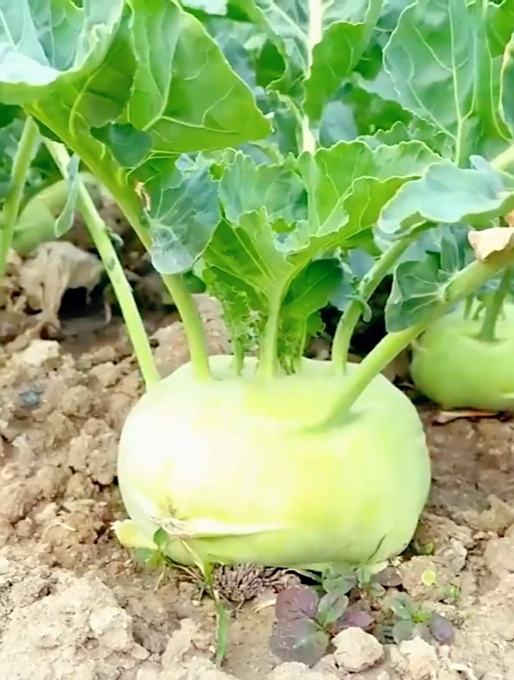 农民口中的"丑疙瘩"苤蓝,可以当水果吃,营养价值特别丰富!