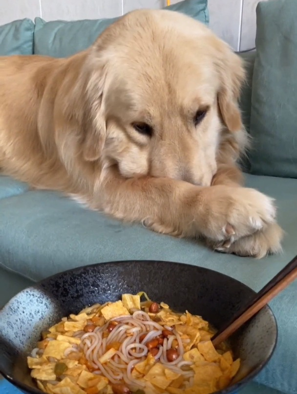 主人当着金毛的面吃螺蛳粉狗子捂着鼻子一脸嫌弃