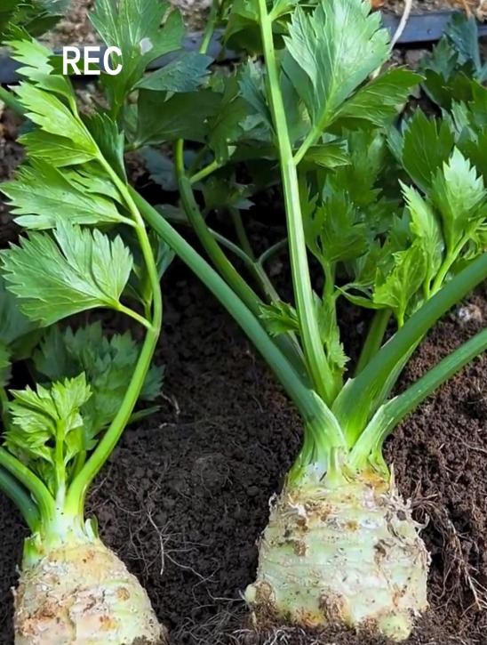 一颗能传三代的"地中海根芹",能吃根还能吃叶,蔬菜界的高端菜