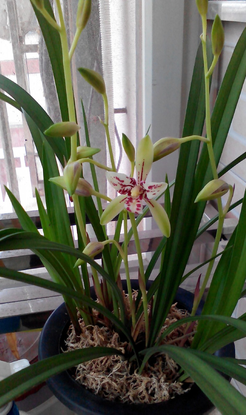 建兰蝶花铭品——朝阳三星蝶,花姿优美,兰香浓郁,好养还实惠