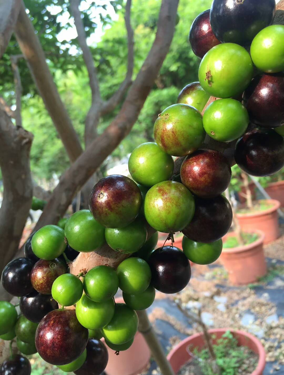 福建基地树葡萄7年苗,树葡萄的价格