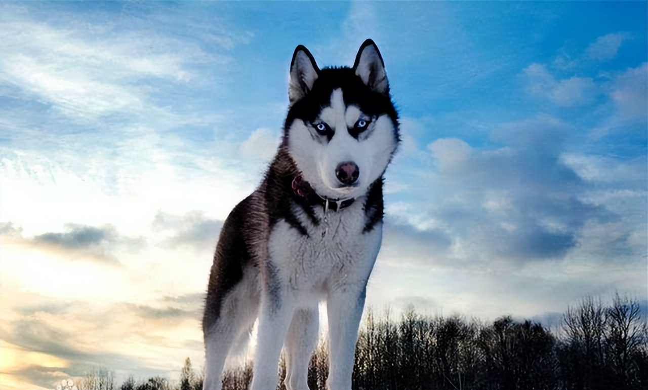 网评"最好看"的6种狗,金毛只是垫底,第一名你猜得到吗?