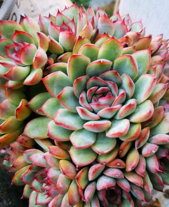 今天给大家分享下养花月夜多肉的方法