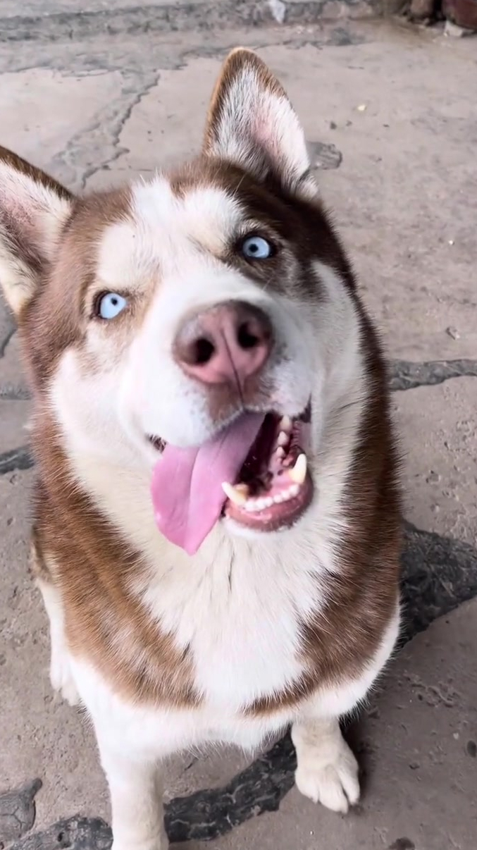 在家真的无聊,买了一只二哈,感觉好傻啊!