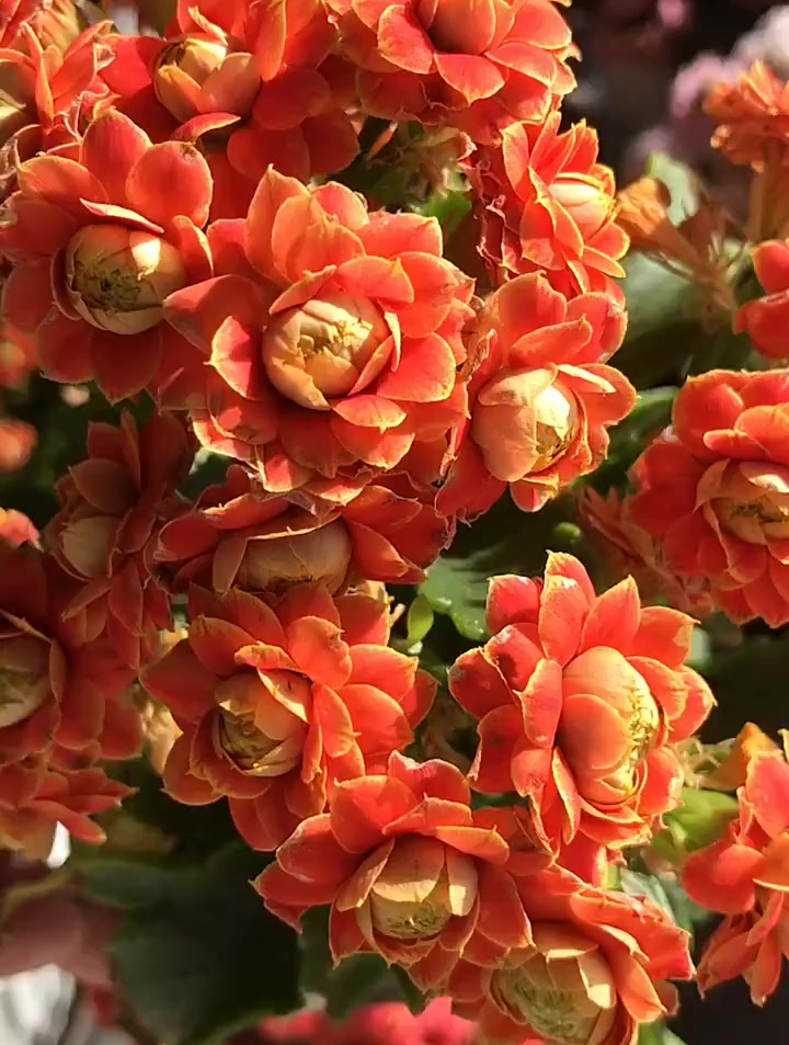 美丽的长寿花,喜欢的关注一下吧