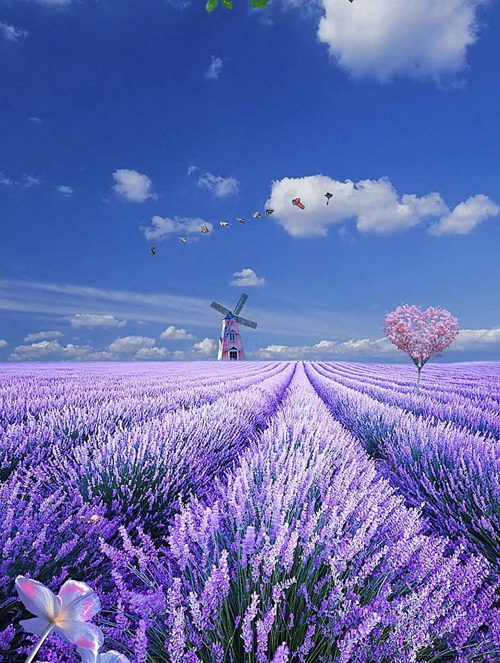 薰衣草花语:等待爱情,甜蜜恋爱,思念想念