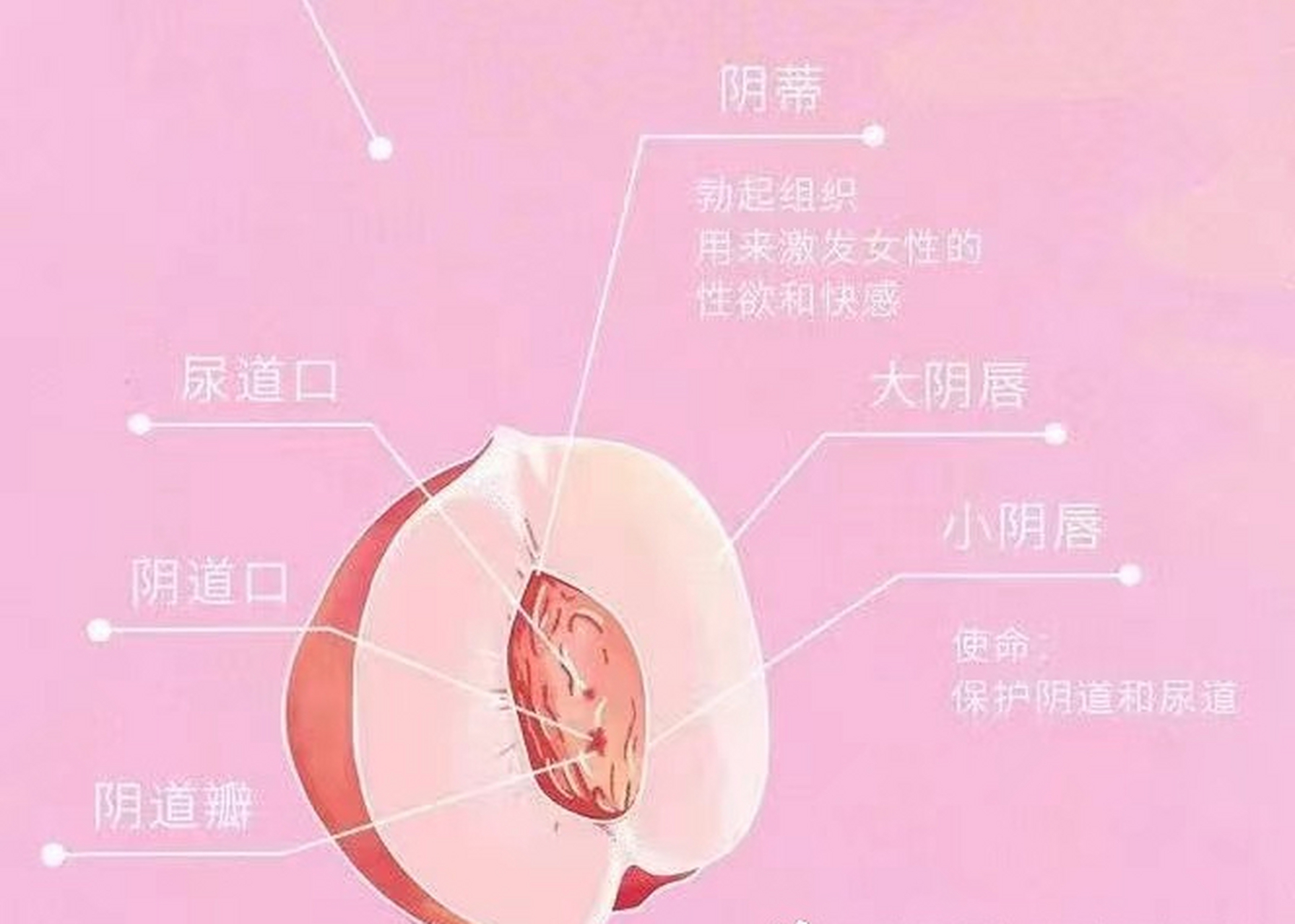 女性包皮修整,一般称为女性包皮切开或阴蒂脱盖手术.