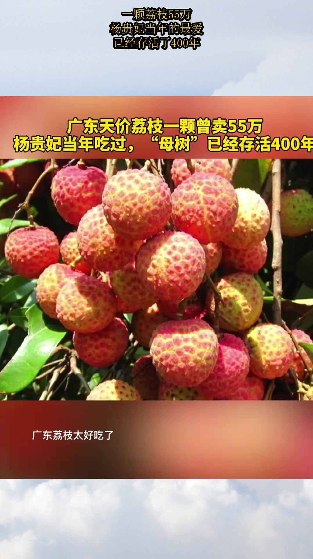 一颗荔枝55万,杨贵妃当年的最爱,已经存活了400年!