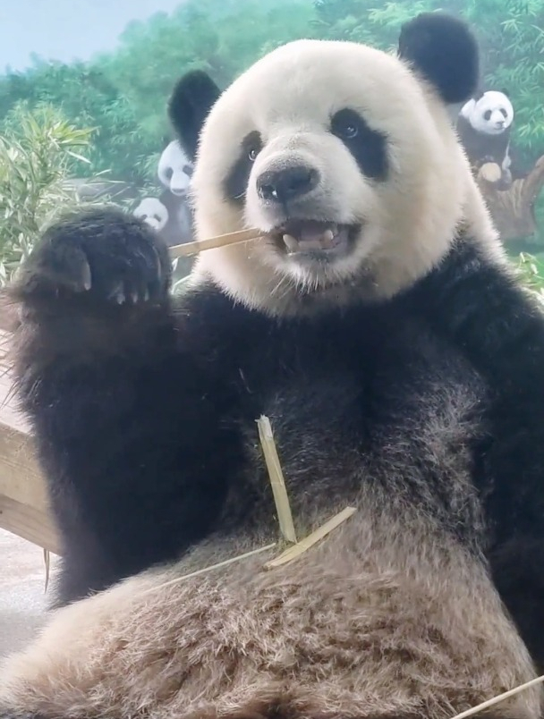 飛雲家的基因果然好,太好看了吧!簡直是夢中情貓啊!