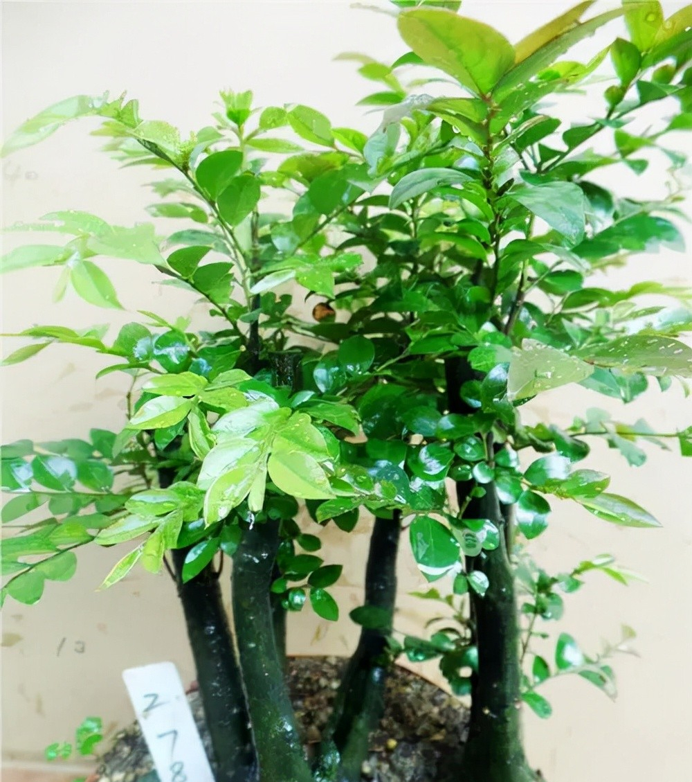 小叶紫檀盆景,好养易活,不怕干不怕冻,寓意美好,适合居家养护