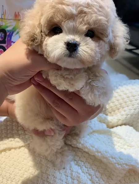 吃可爱多长大的小狗狗香槟色泰迪马尔泰花色香槟色-度小视