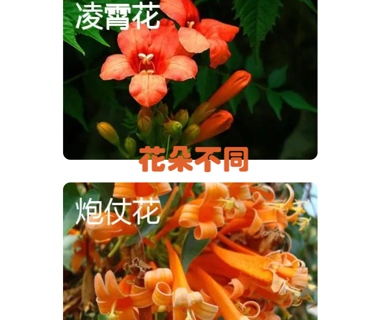 鞭炮花的样子描写图片