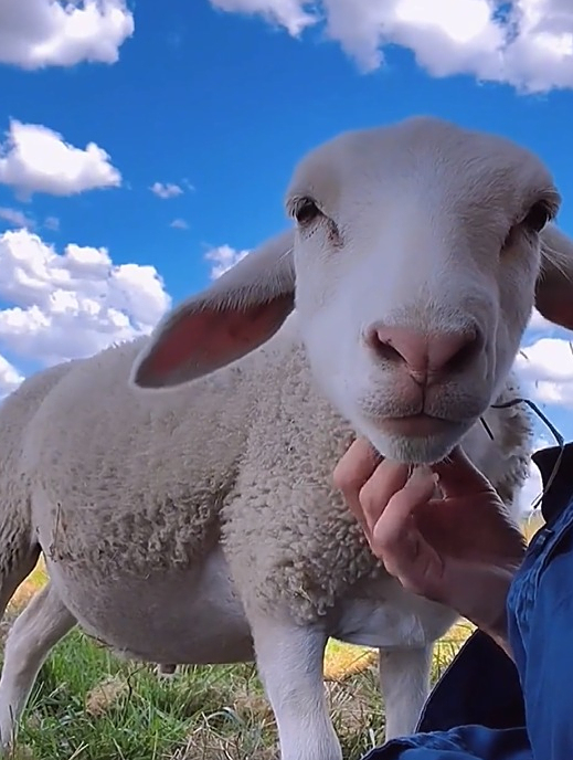 牧场不止有蓝天白云,还有一群可爱的小羊崽