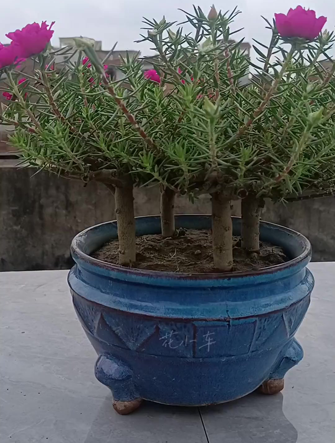 缺盆缺盆太阳花造型太阳花老桩