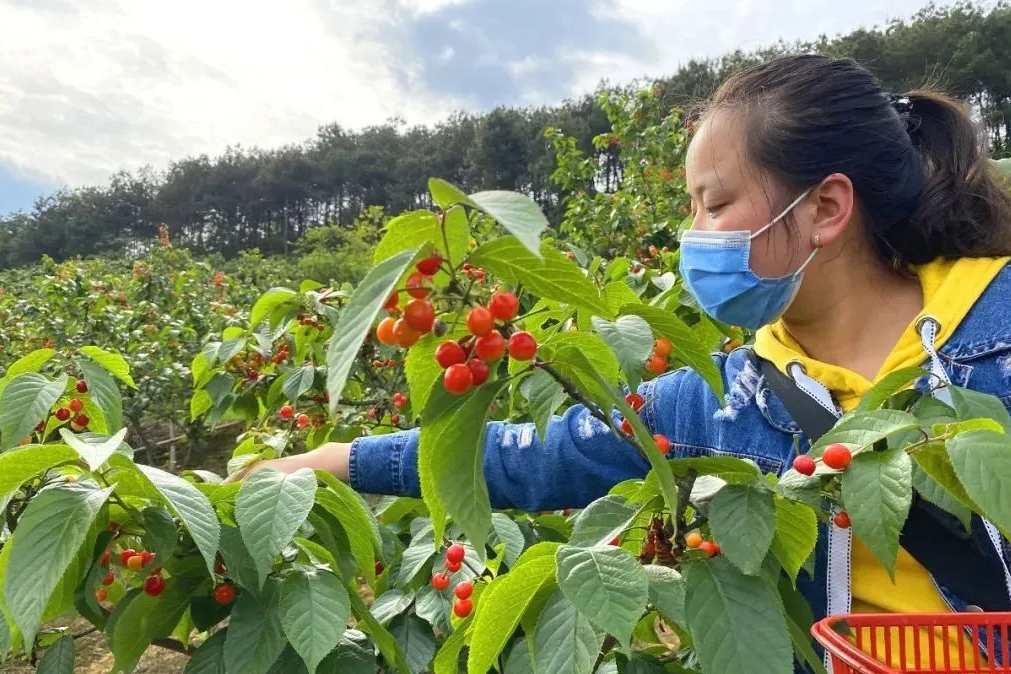 重庆樱桃采摘基地图片