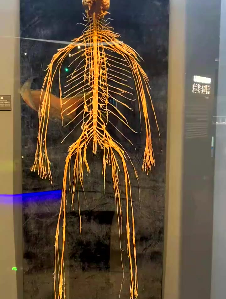 标本科普,神经系统—身体中的一棵树-度小视