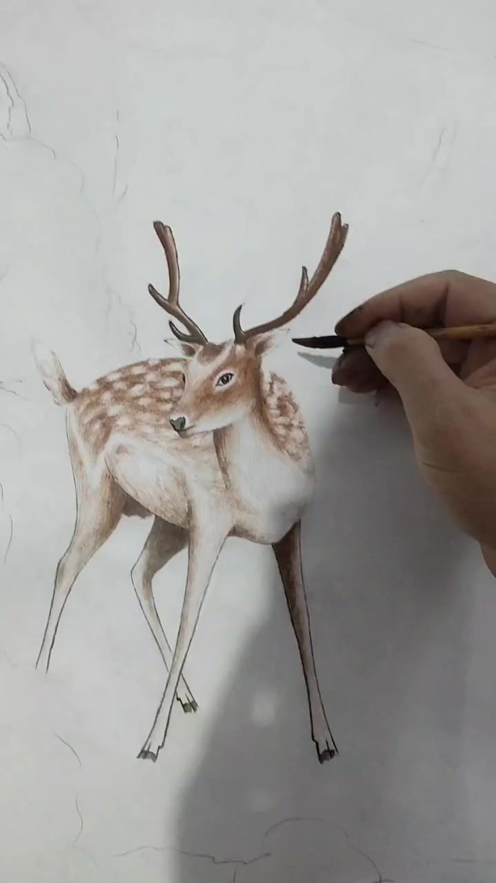 梅花鹿,工笔画,来看看吧