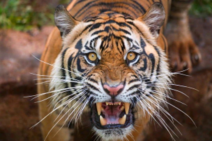 老虎的吼叫,能麻痹动物,它会在捕猎过程中当"定身术"用吗?