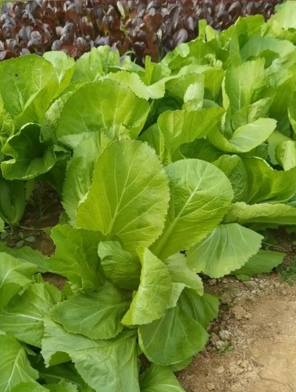 菜园里包心芥菜大丰收,叶片肥厚宽大,单颗重量超十斤!