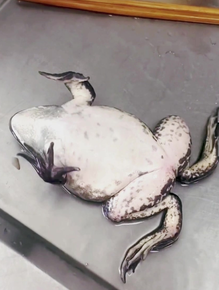 牛蛙躺在水池直发抖,网友:快洗个热水澡,给孩子冻得直哆嗦