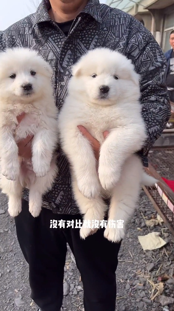 遇见了一只又像萨摩又像金毛又像大白熊的狗子