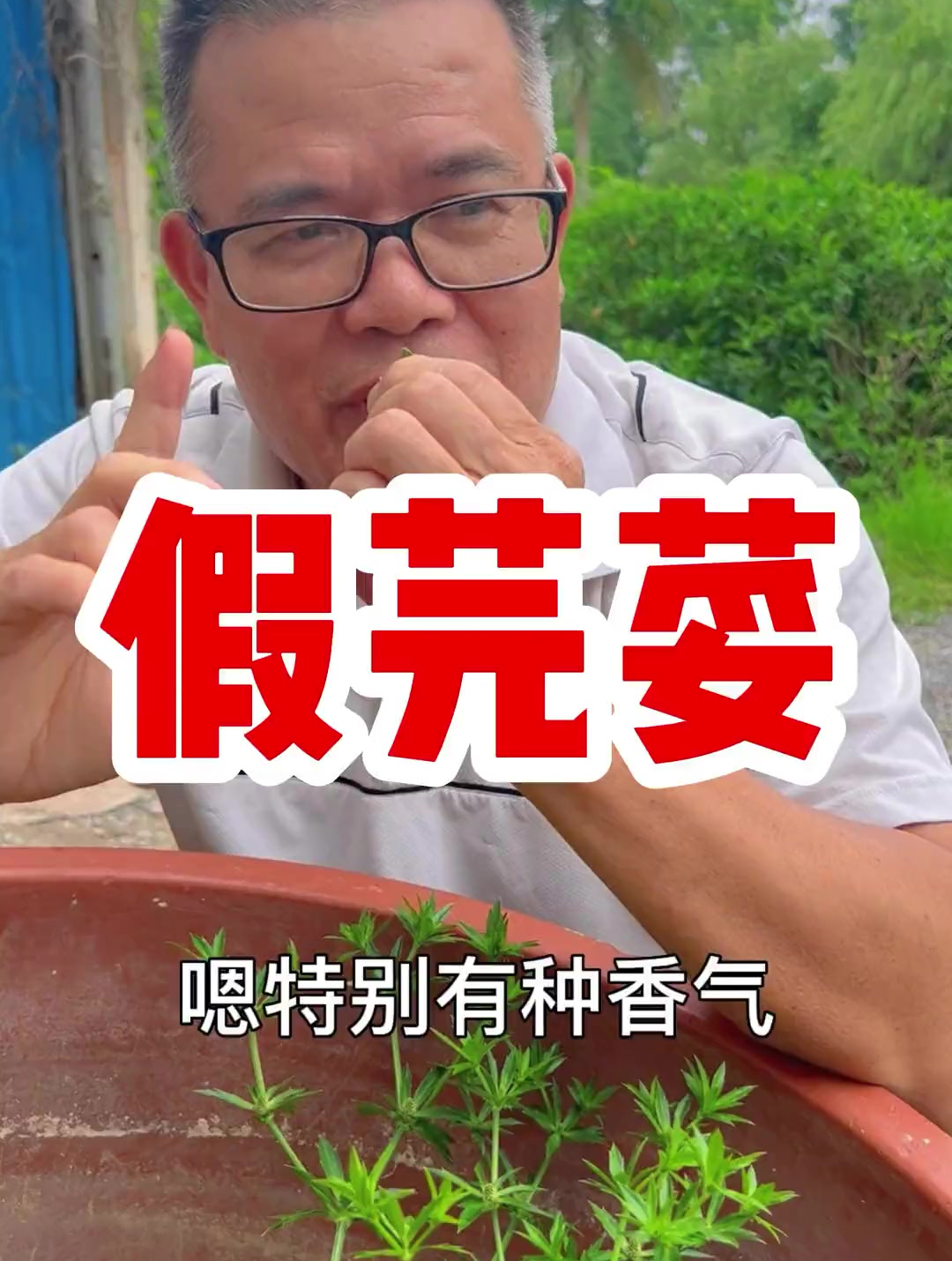 比香菜还香,我们这边管这个植物叫假盐西,在你们那里叫什么-度小视