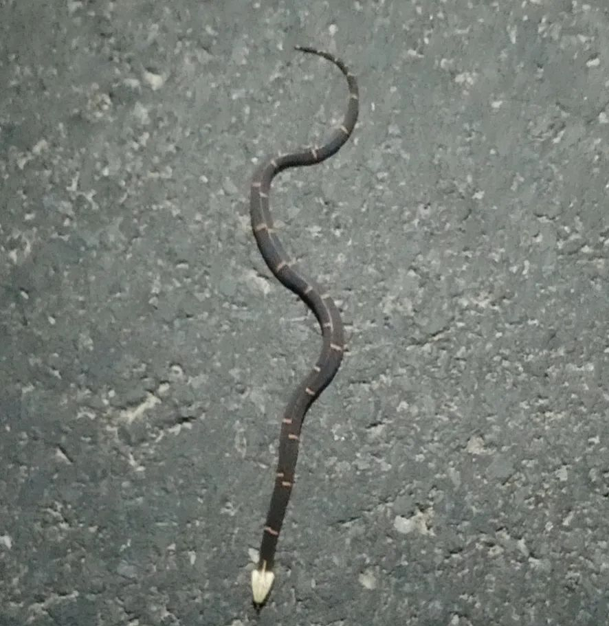 十堰发现罕见剧毒白头蝰蛇!比银环蛇还毒?为何蛇毒血清"失效"