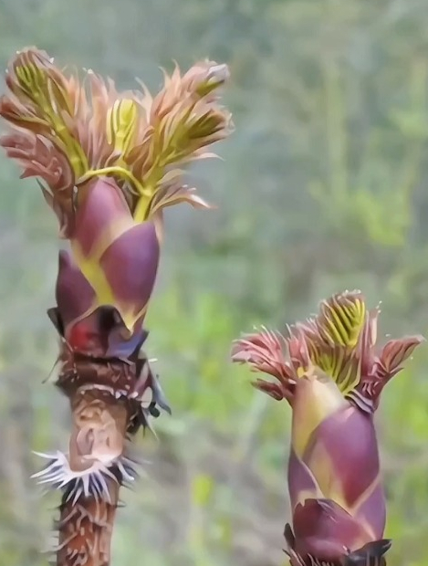 素有山野菜之王,天下第一珍,树上人参等美誉的刺龙苞,你们吃过吗-度小