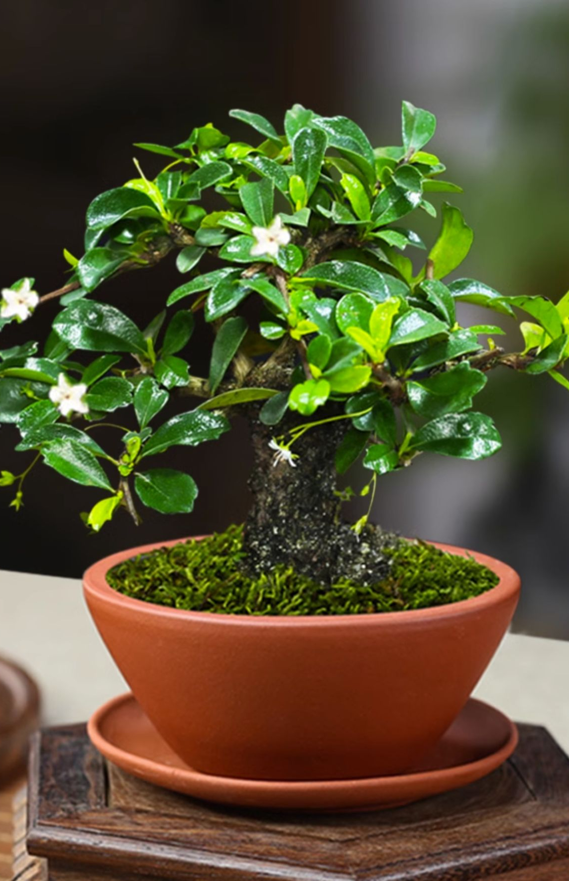 一文读懂福建茶盆景的养护秘诀,让你的绿植更茂盛