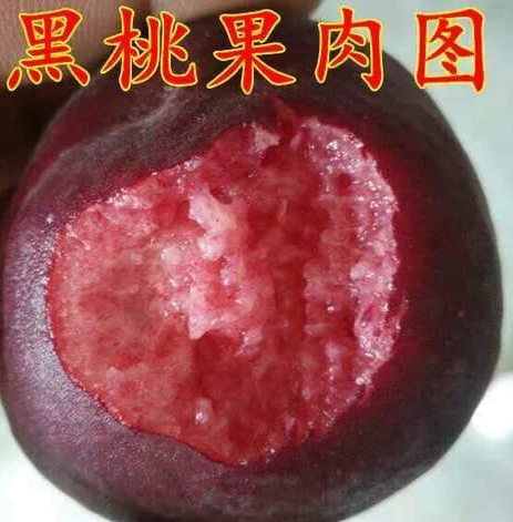 "中华黑桃王",产量高,个头大,果肉饱满香甜