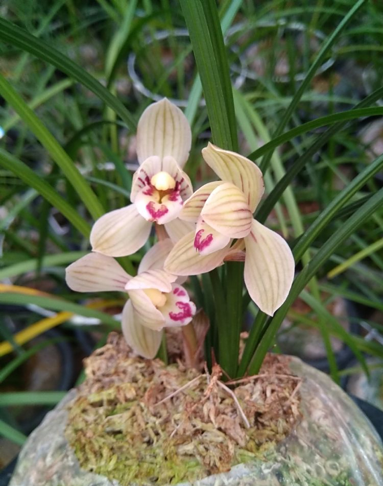 它是莲瓣兰荷瓣精品,滇荷,花色典雅,唯美出彩,魅力无限