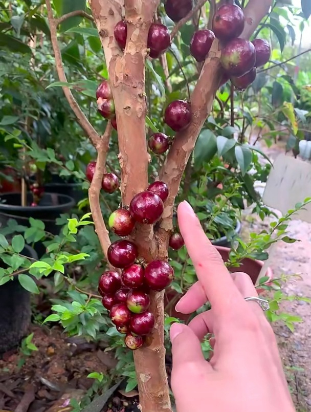 粉红色的艾斯卡嘉宝果