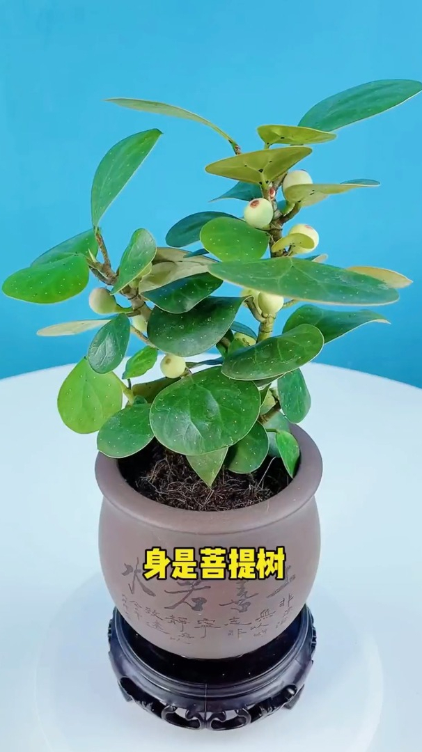 一花一世界,一叶一菩提,不开花就结果,这样的小盼菩提你喜欢吗-度小视