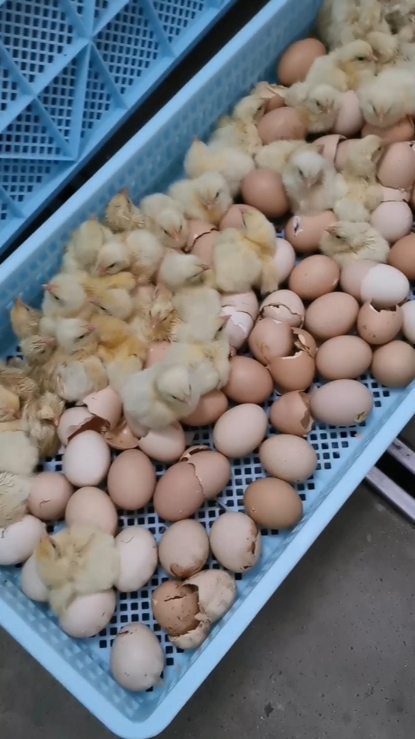 工厂化小鸡孵化农业科技让养殖变得可控可调