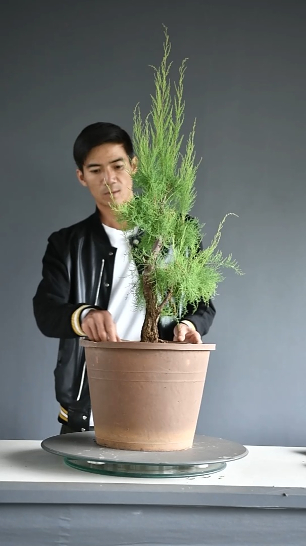 柽柳《盆景修剪 盆景制作》