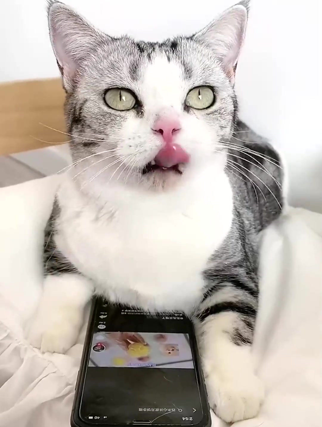 给李哈哈小猫做月饼吃