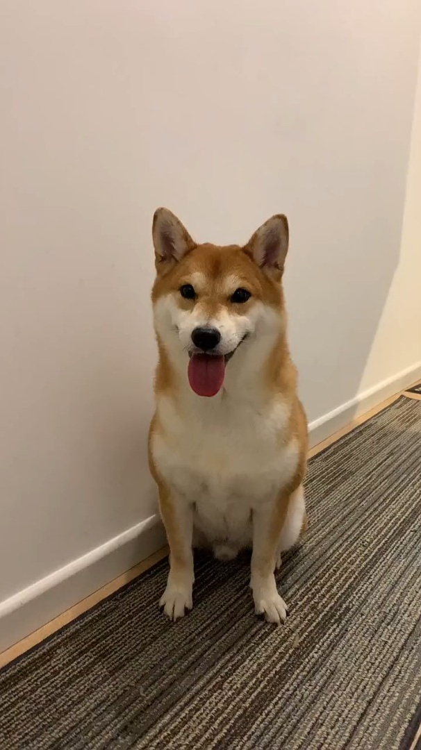 柴犬宝宝的歪头杀,一个字:绝!