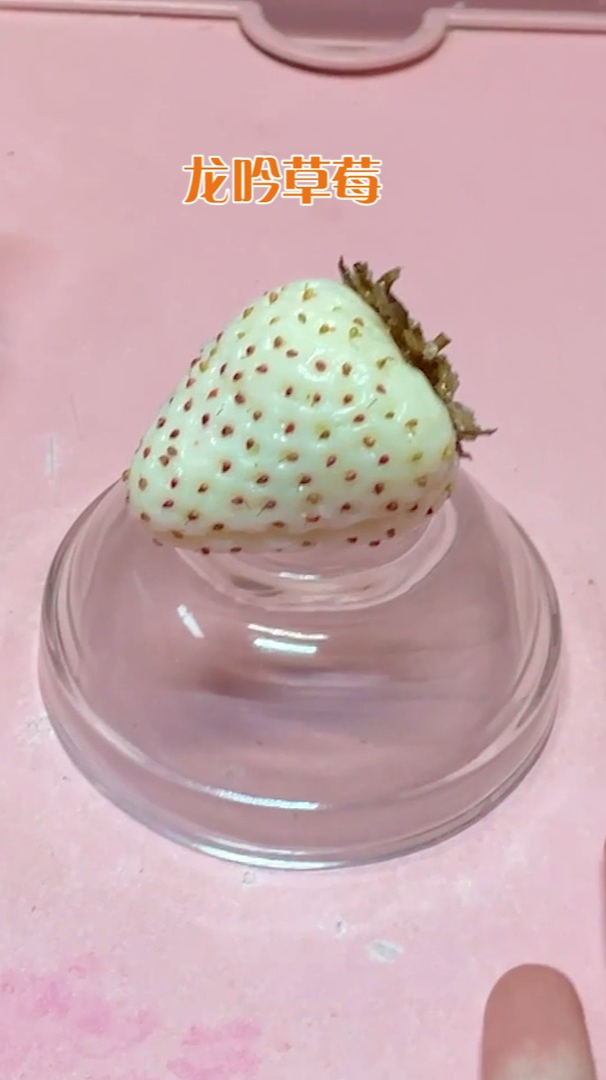 800元一颗的龙吟草莓谁研究的这个玩意儿