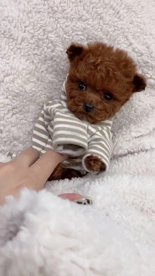 立耳茶杯犬,被你萌化了