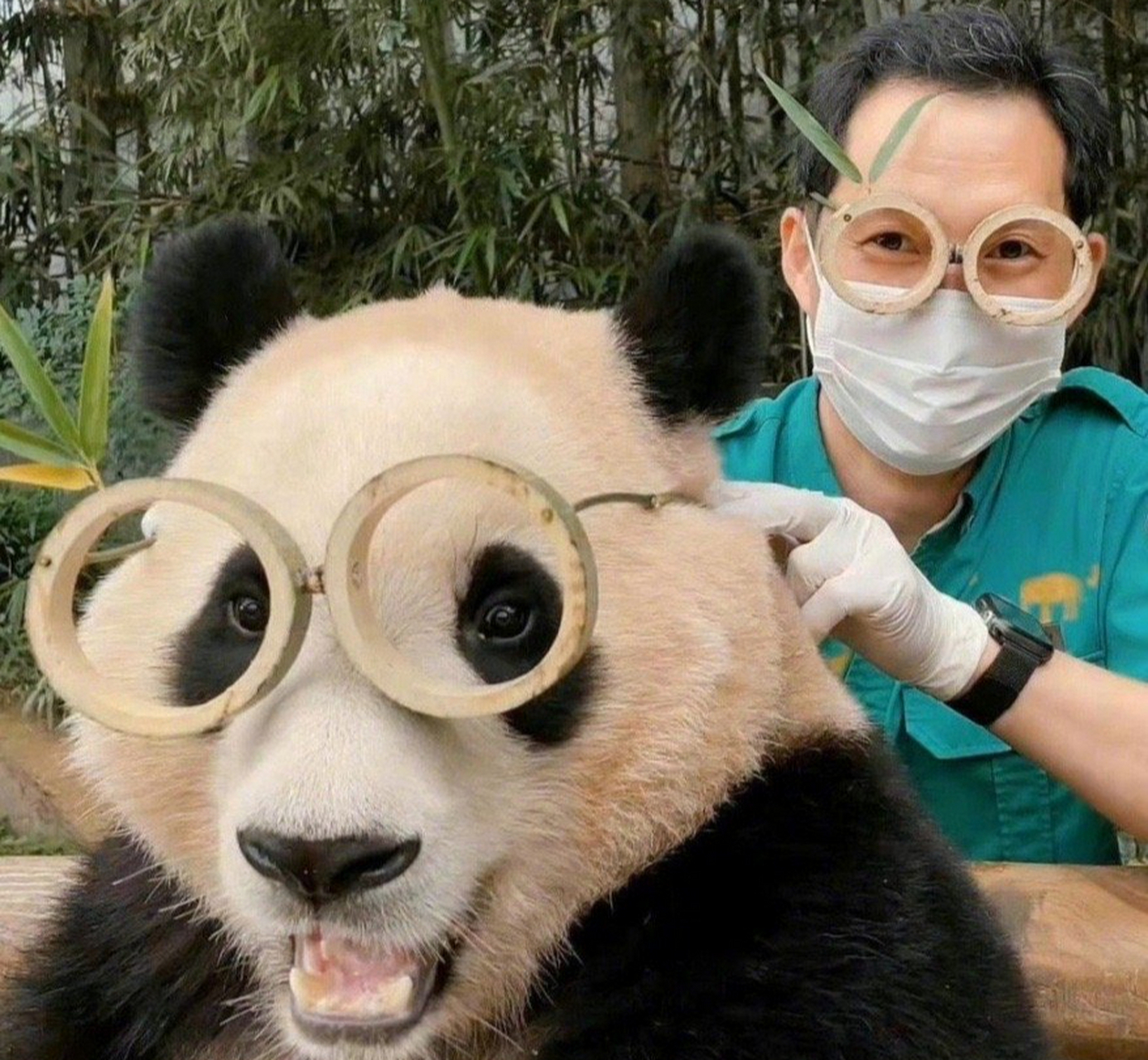 旅韩大熊猫"爱宝"喜添双胞胎,母女平安,状态良好 据韩国《朝鲜日报》7