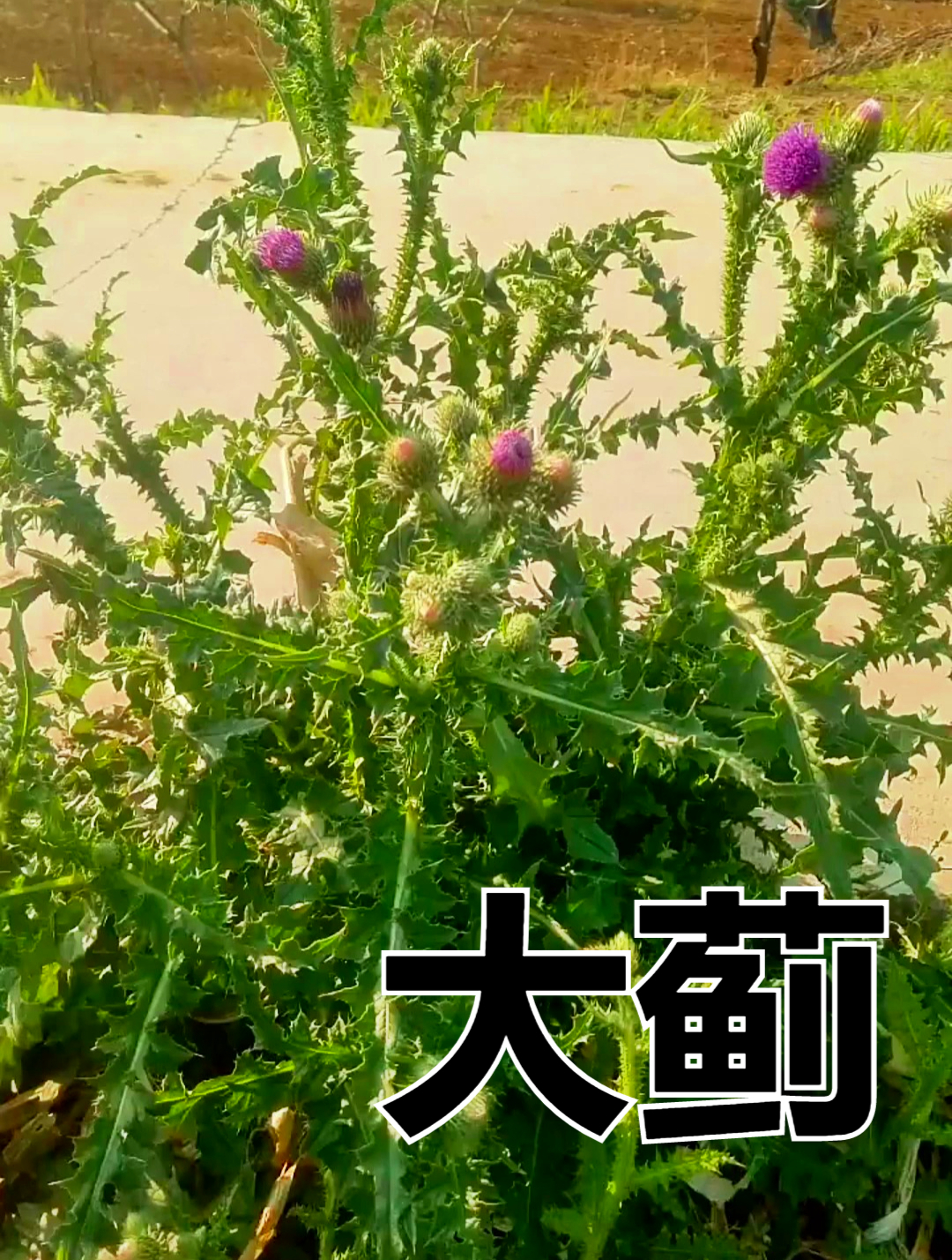 植物科普:大蓟,可以食用也可以捣碎外用