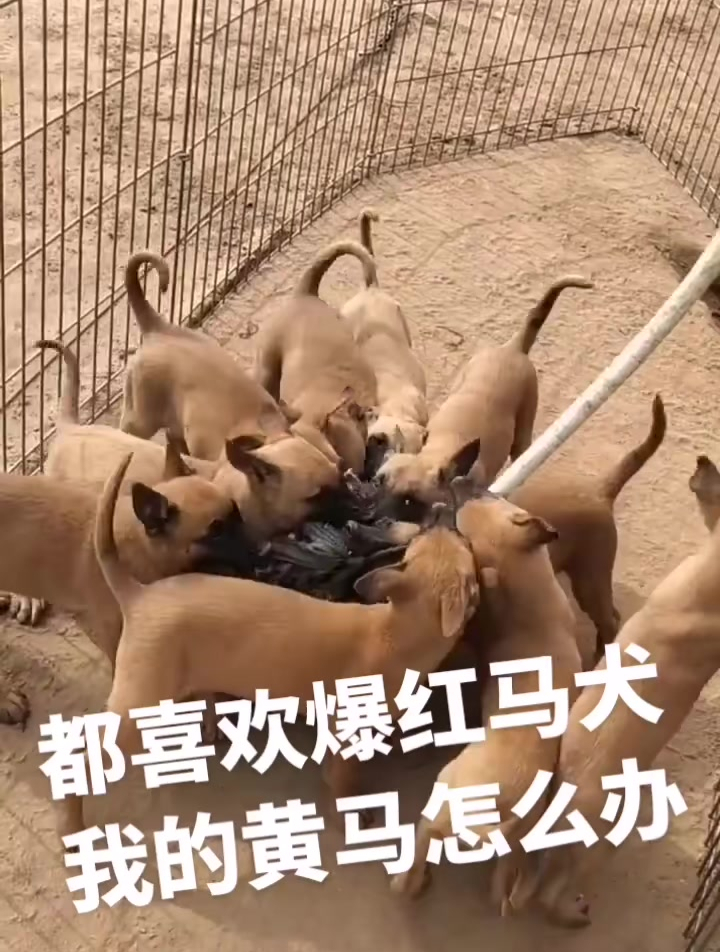 开个挂的马犬,你喜欢红马还是黄马?